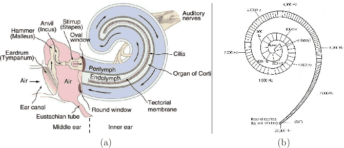 \begin{figure}\begin{center}
\begin{tabular}{cc}
\psfig{file=figs/cochlea.ps,wid...
...eafreq.ps,width=2.1truein} \\
(a) & (b)
\end{tabular}\end{center}
\end{figure}