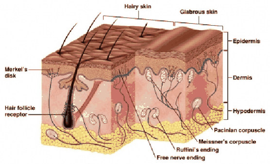 \begin{figure}\centerline{\psfig{file=figs/skin.ps,width=\columnwidth}}\end{figure}