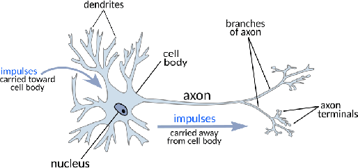 \begin{figure}\centerline{\psfig{file=figs/neuron2.ps,width=4.5truein}}\end{figure}