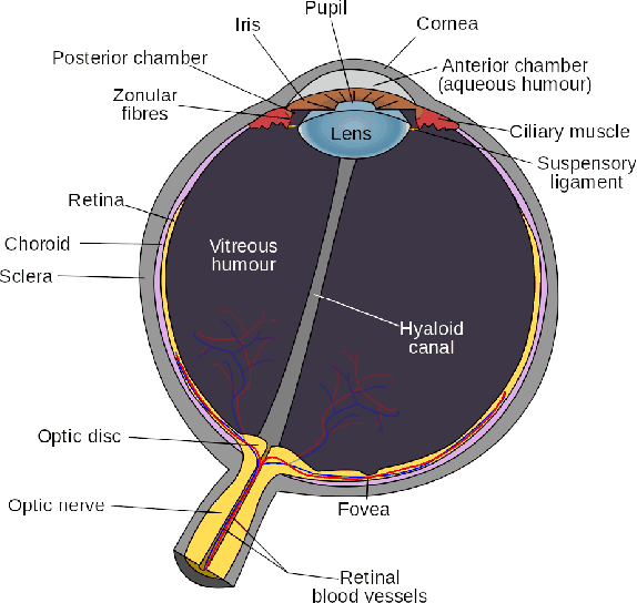 \begin{figure}\centerline{\psfig{file=figs/humaneye.ps,width=5.0truein}}\end{figure}