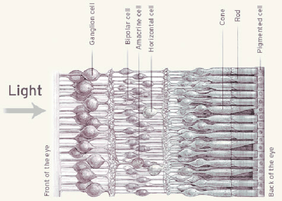 \begin{figure}\centerline{\psfig{file=figs/conesganglion.ps,width=\columnwidth}}\end{figure}