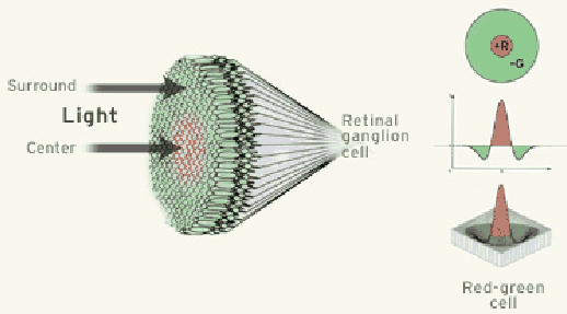 \begin{figure}\centerline{\psfig{file=figs/ganglionreceptive2.ps,width=4.5truein}}\end{figure}