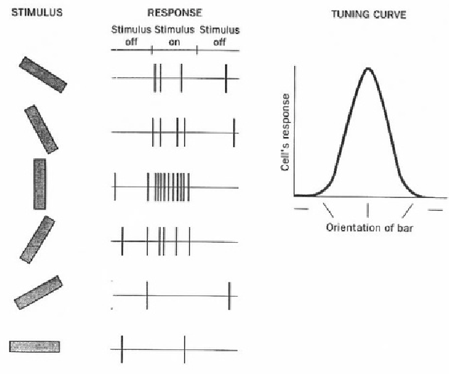 \begin{figure}\centerline{\psfig{file=figs/orientationtuning.ps,width=5.5truein}}\end{figure}