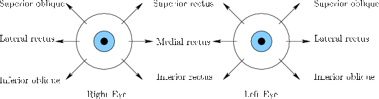 \begin{figure}\centerline{\psfig{file=figs/eyemuscles.eps,width=\columnwidth}}\end{figure}