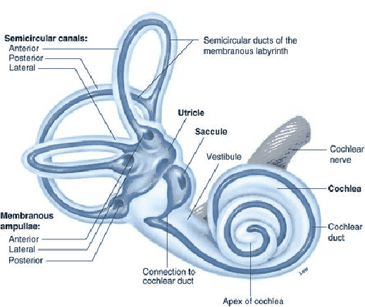 \begin{figure}\centerline{\psfig{file=figs/vestibular.ps,width=4.5truein}}\end{figure}