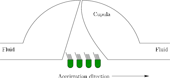 \begin{figure}\centerline{\psfig{file=figs/cilia2.eps,width=5.0truein}}\end{figure}