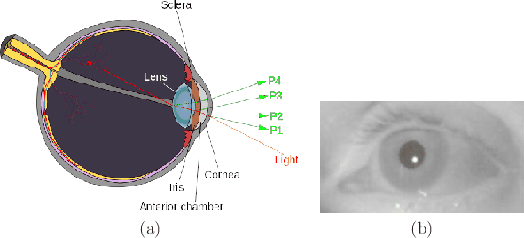 \begin{figure}\begin{center}
\begin{tabular}{cc}
\psfig{file=figs/purkinje.ps,wi...
...kinje1.ps,width=2.0truein} \\
(a) & (b)
\end{tabular}\end{center}
\end{figure}